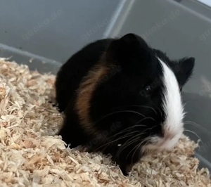 Meerschweinchen Baby Bock  Bild 2