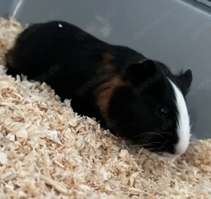 Meerschweinchen Baby Bock  Bild 3