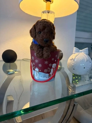 Zwergpudel Welpe abgabebereit Bild 2