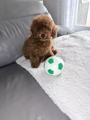 Zwergpudel Welpe abgabebereit