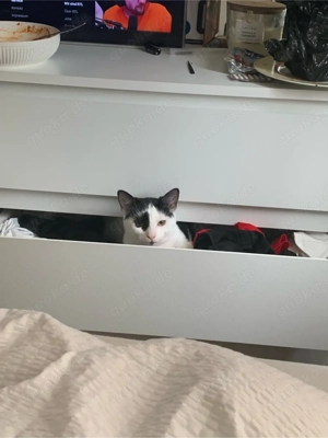 kater turtle sucht sein glück 