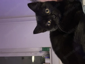 Süße BKH Prinzessin 12 Wochen 