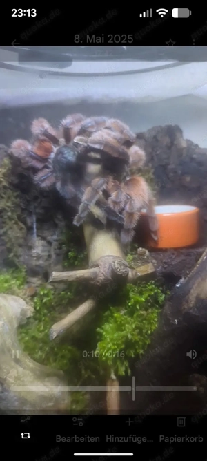 Caribena versicolor verpaart 