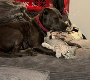 BKH Katze 5 monate alt 