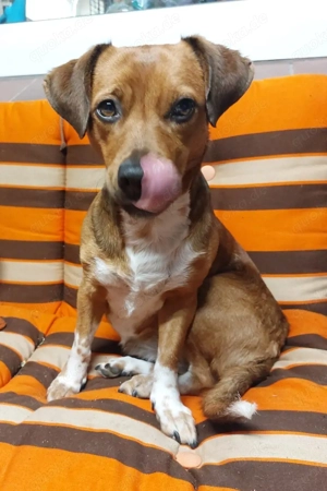 Suche ( kleinen ) hunde boy zweck date 