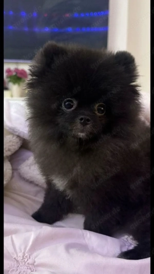 mini pomeranian boo rüde - 1,5 kg 