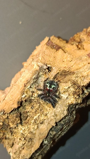 Typhochlaena seladonia