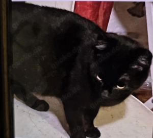 Jason exclusiver Kater