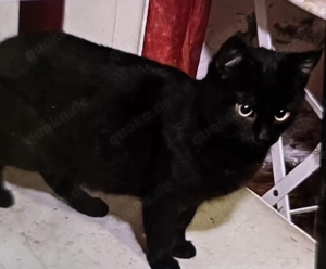 Jason exclusiver Kater