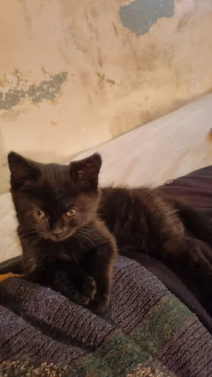 BKH Kitten (12 Wochen, dark chocolate)
