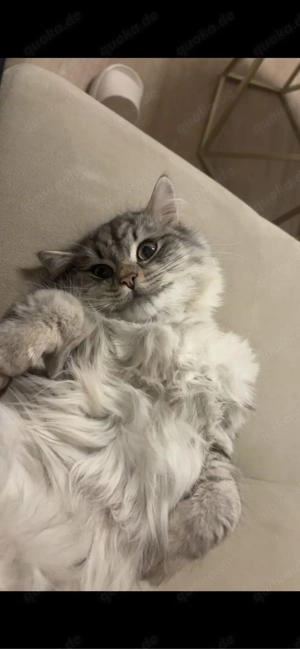 Britisch Langhaar, türkisch Angorra Mix