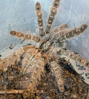 Stromatopelma calceatum  , Tliltocatl vagans, und Cyriopagopus sp. hatihati