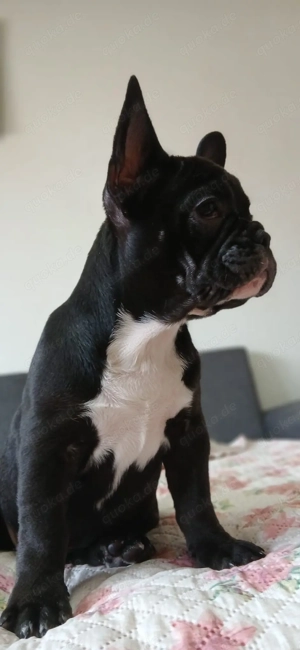 Französischen Bulldogge Welpen 