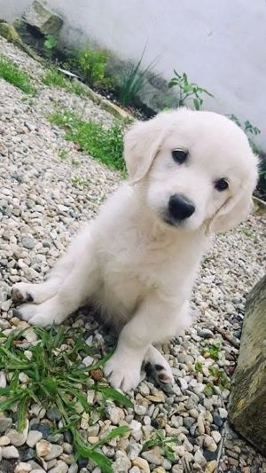 Goldener Familienzuwachs mit Herz (Golden-Retriever)