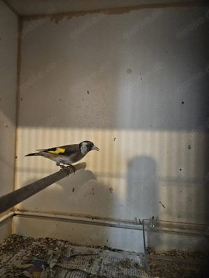 Vögel Stieglitz von 2024 und 2025 Bild 2