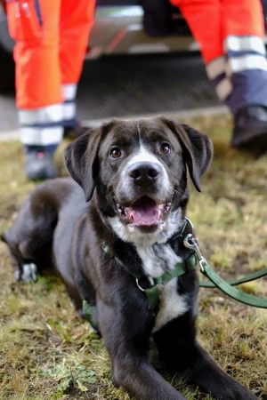 Herne   NRW   Balu sucht ein neues Zuhause (Vermittlungshilfe)