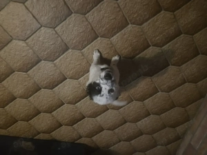 Welpen:  Border Collie--Australien Shepperd. Und HUSKY