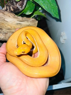 0.2 Corallus hortulanus