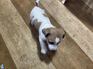 Kleines Weihnachtswunder sucht Herzenszuhause 