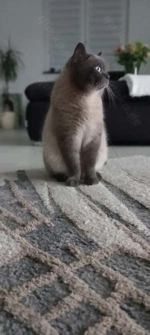 Sehr hübscher erfahrener Deckkater BKH mit Stammbaum Bild 5