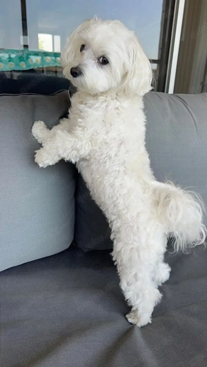 Malteser (Bichon maltais) zu verkaufen