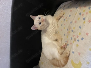 Süßes Blue Point Kitten