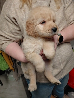 Goldendoodle  f1 Bild 2