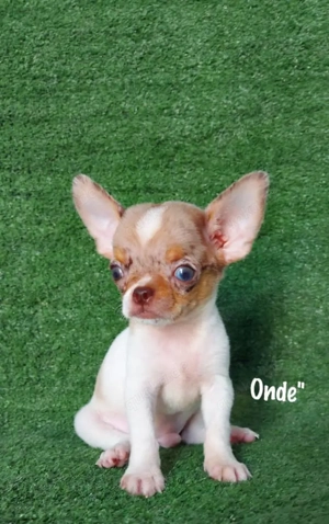 Niedlicher Chihuahua sucht ein neues Zuhause