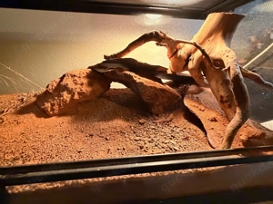 Terrarium 76x31x34 Bild 3