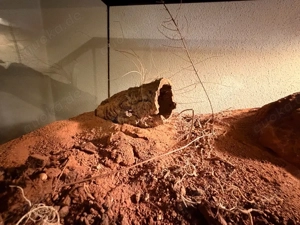 Terrarium 76x31x34 Bild 4