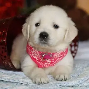 Golden-Retriever-Welpen