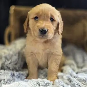 Golden Retriever Welpen