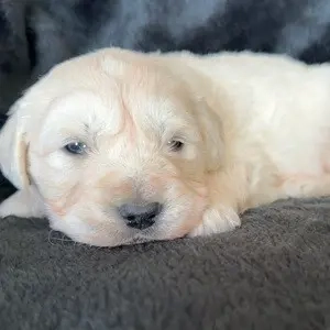 Golden Retriever Welpen