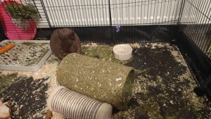 Kleines Kaninchen   zu verschenken in liebevolle Hände