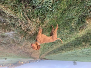 Wurfankündigung Magyar Vizsla für Anfang März 2026