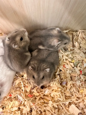 Handzahm zwerghamster sucht neues zuhaus