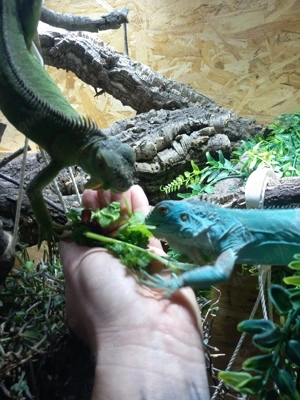 Leguane : Iguana iguana grün  Iguana iguana Blau 