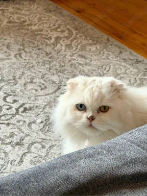 perser katze abzugeben