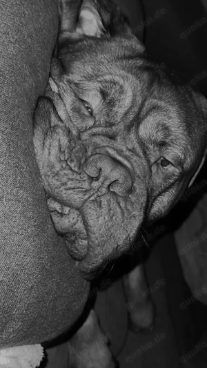 Bordeaux Dogge Rüde Simba sucht liebevolles Zuhause 