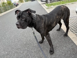 Suche ein Zuhause für Cane Corso Hündin