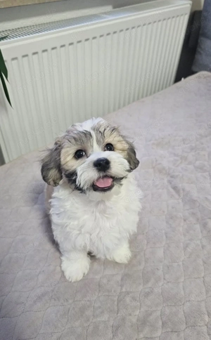 Shih Tzu Welpe (Rüde) zu verkaufen