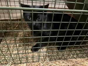 Streunerchen hofft auf seine Chance