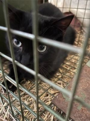 Es eilt leider sehr!!!! Streunerchen hofft auf seine Chance