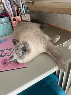 Mutter und Tochter BKH Bluepoint Weis blaue Augen 2 Jahre sterilisiertes weibchen und Tochter 1.5 