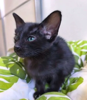 #OKH Orientalisch Kurzhare Kitten 