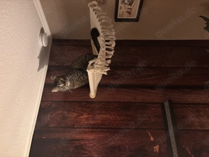 Katze 7 Monate liebenswert und sehr verschmust in gute Hände abzugeben 