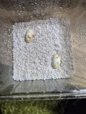 correlophus ciliatus Eier