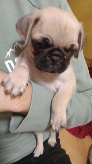     nur noch 3 kleine Mops-Charmöre (Mopswelpen) Auszug  ab 06.02.26