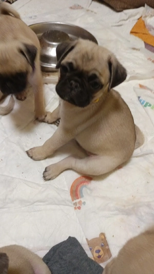     nur noch 3 kleine Mops-Charmöre (Mopswelpen) Auszug  ab 06.02.26