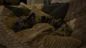 Französische Bulldogge sucht Zuhause 